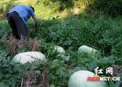 盈洞瑶族乡最新新闻动态报道速递